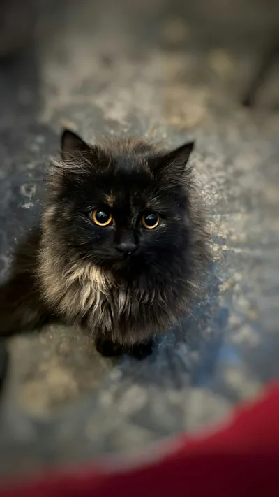 A black cat sitting on a carpeted floor in a living room