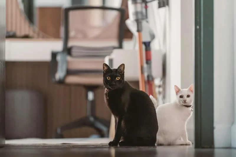 A black cat and a white cat sitting near each other on the floor of a home, both alert and watching