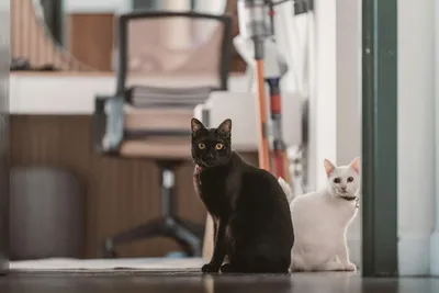 A black cat and a white cat sitting near each other on the floor of a home, both alert and watching