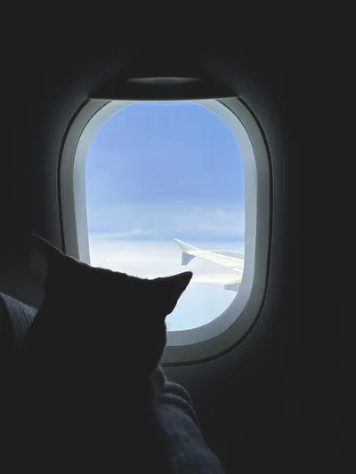 The silhouette of a cat looking out an airplane window at the wing and sky above the clouds