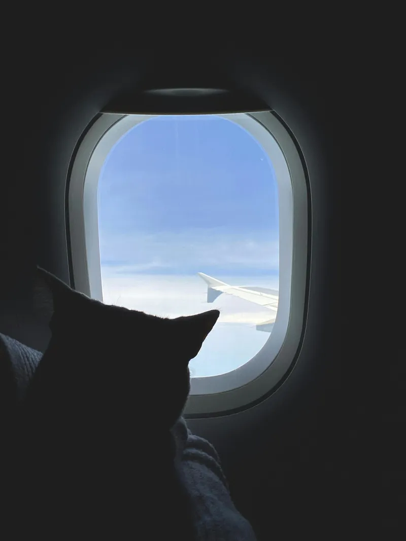 The silhouette of a cat looking out an airplane window at the wing and sky above the clouds