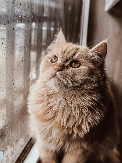 A cat sitting on a window sill, alert and intently watching something outside