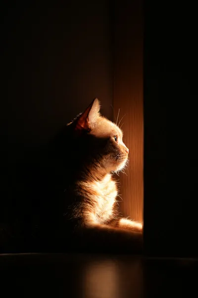A cat sitting alone in a dark room, lit by a narrow strip of light from a doorway