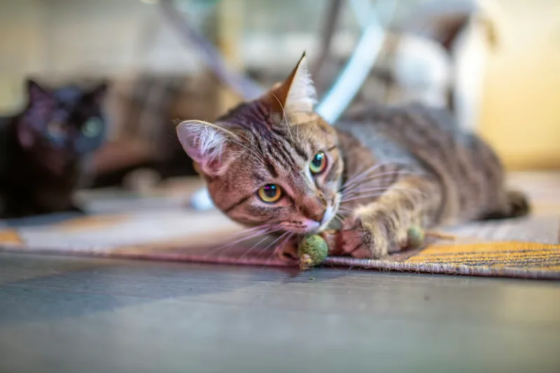 A tabby cat lying on the floor pawing at a small toy, with a second cat blurred in the background
