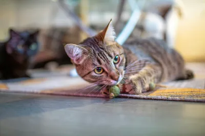 A tabby cat lying on the floor pawing at a small toy, with a second cat blurred in the background