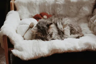 A gray long-haired cat curled up asleep in a soft white fur bed
