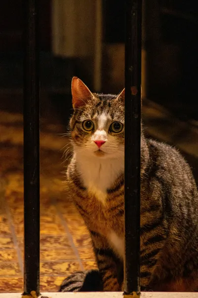 A brown cat sitting behind a gate, looking through the bars toward the camera