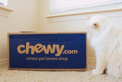 A cat sitting on the floor next to a moving box in a home