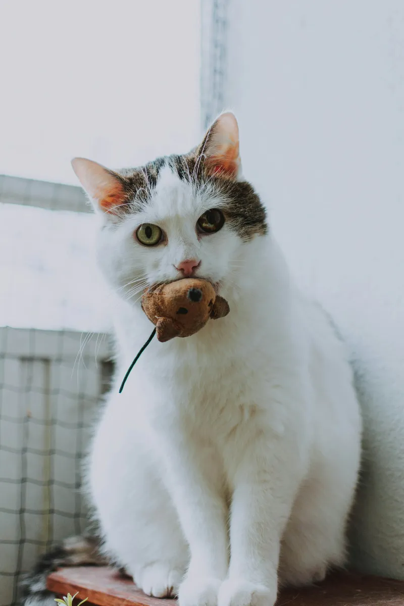 A grey cat biting down on a small mouse-shaped toy on the floor