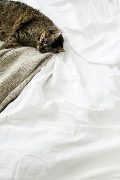A brown tabby cat resting calmly on a soft white textile