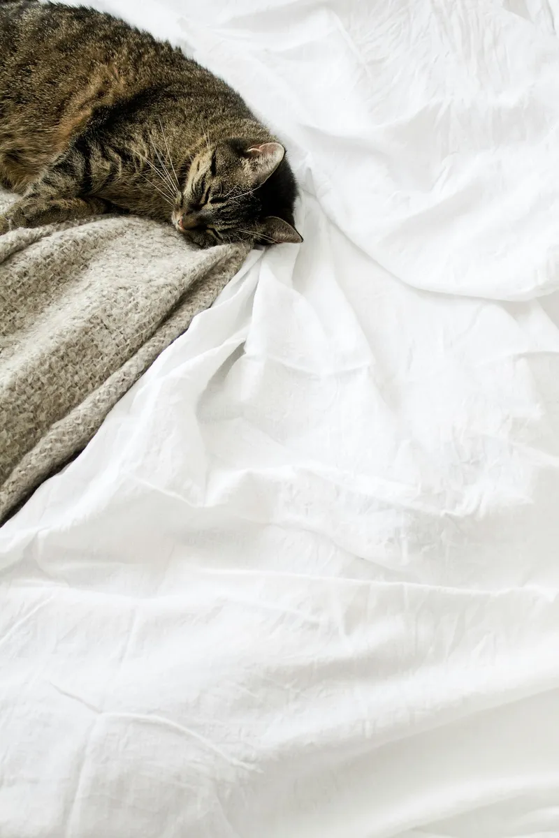 A brown tabby cat resting calmly on a soft white textile