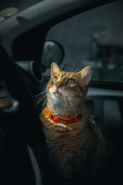A cat looking out through a car window from inside the vehicle