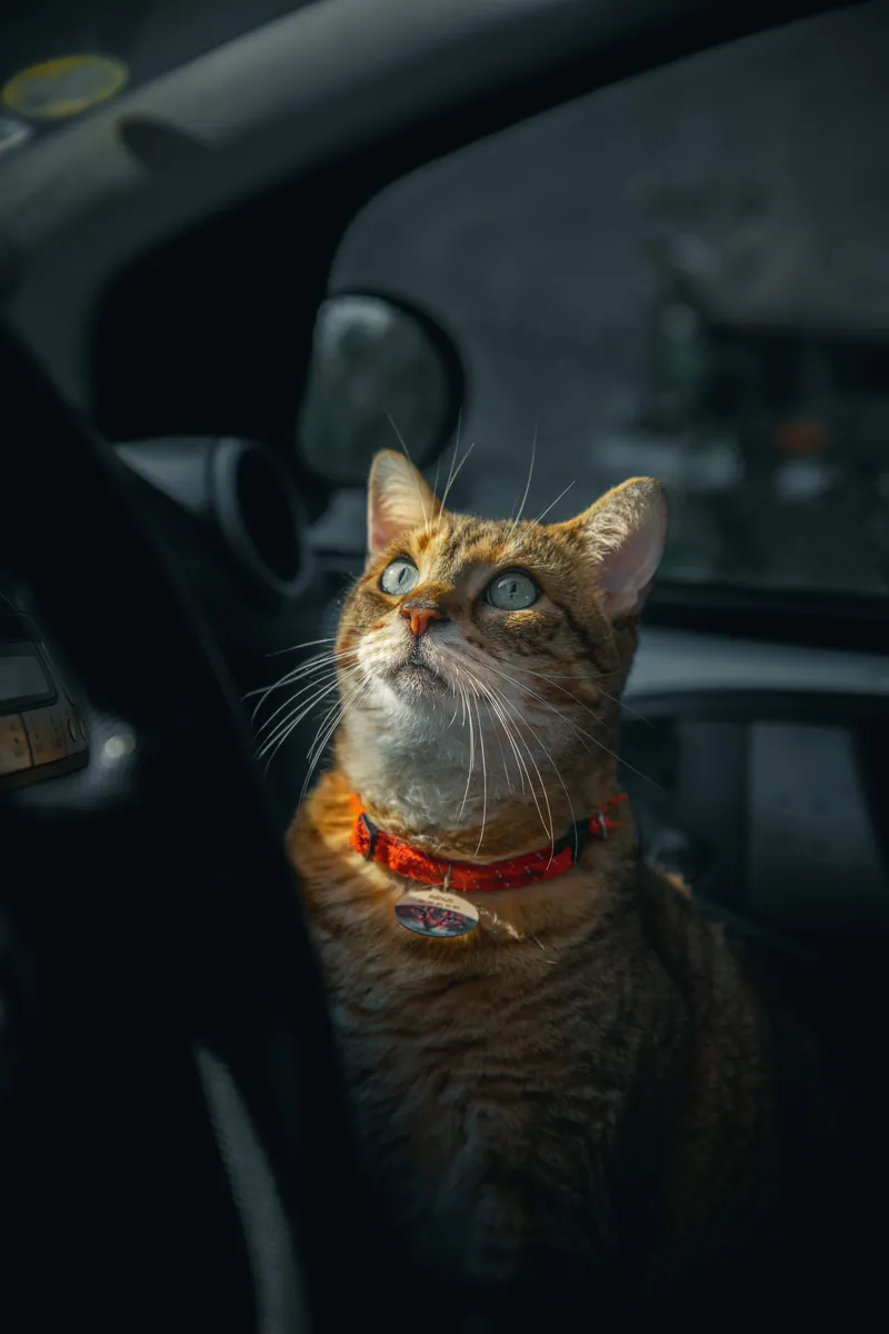 A cat looking out through a car window from inside the vehicle