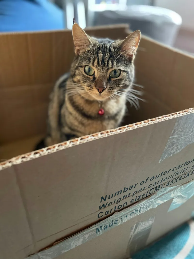 A cat sitting inside an open cardboard moving box