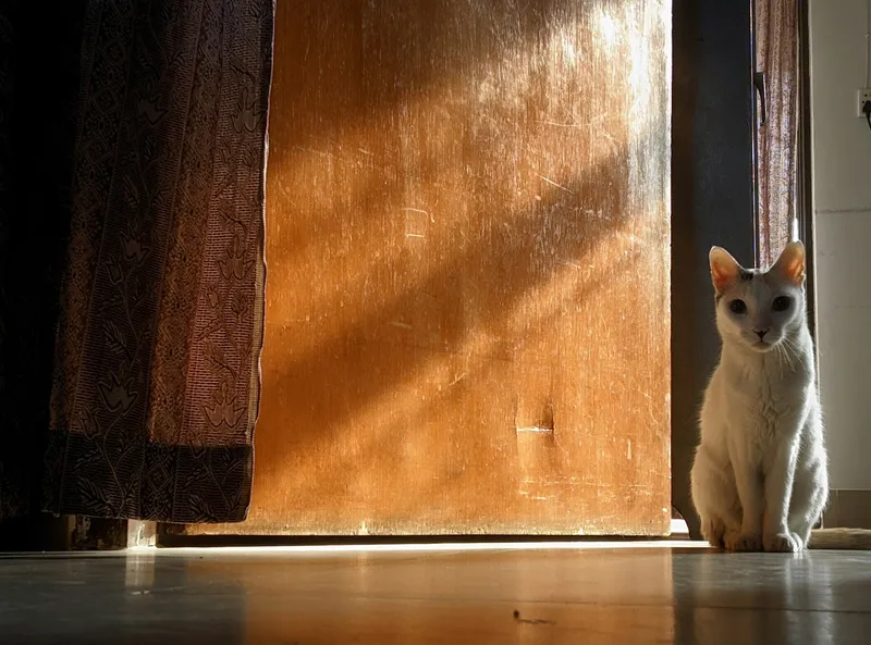 A cat sitting on the floor facing a closed door
