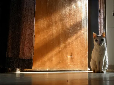 A cat sitting on the floor facing a closed door