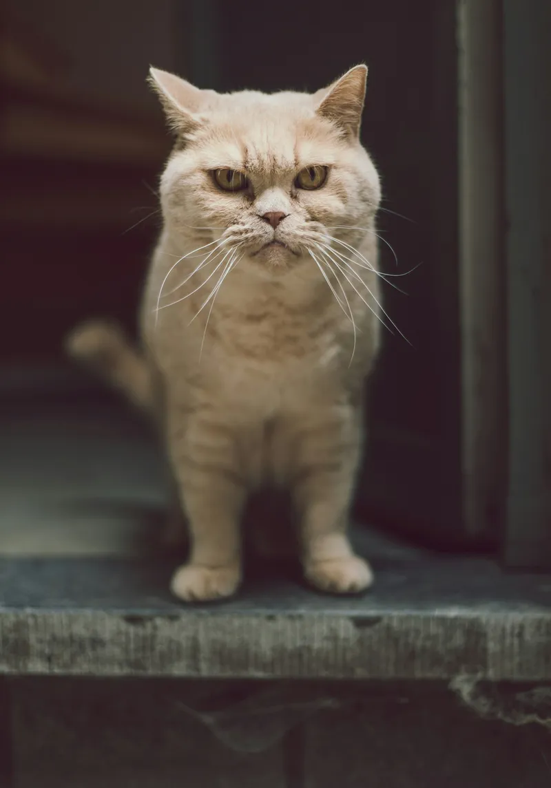A beige cat standing at an open doorway, looking through into the next room