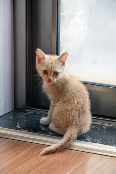 A kitten sitting cautiously at a doorway threshold, looking into the room beyond