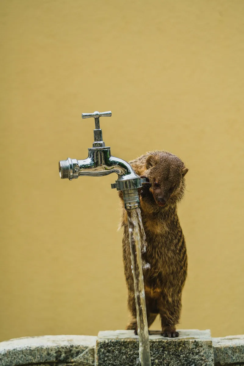 A brown tabby cat drinking water directly from a running faucet