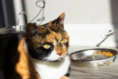A calico cat sitting next to an empty food bowl