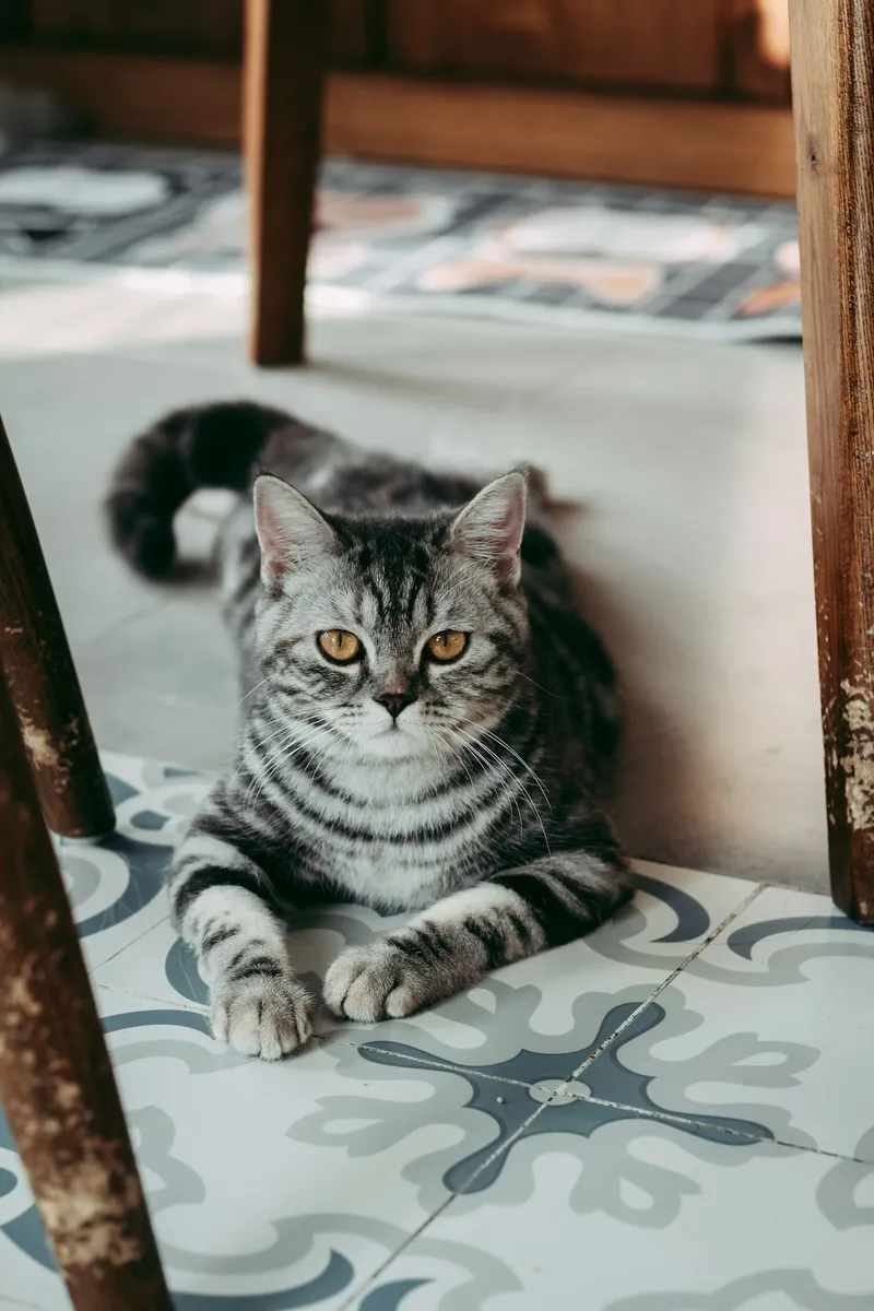 A young cat sitting on a wooden floor next to a chair in an unfamiliar room