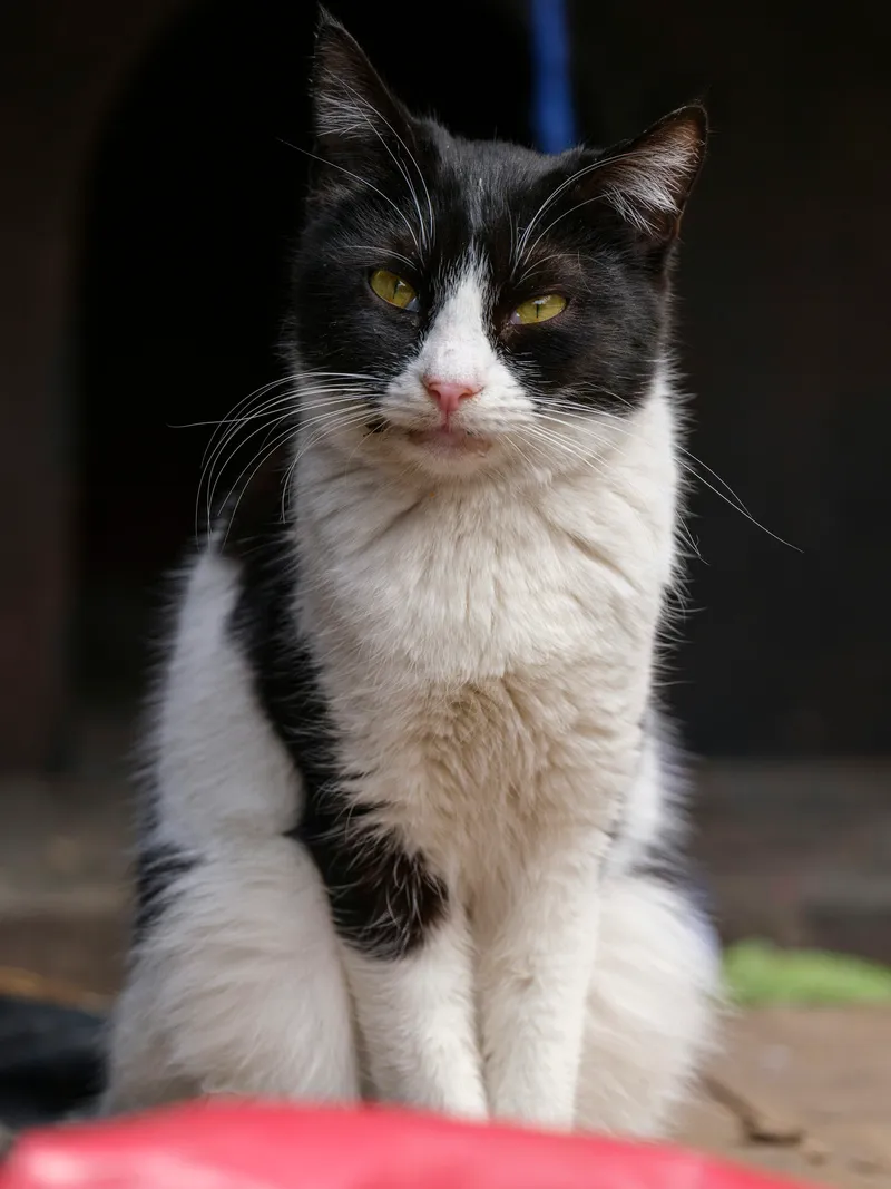 A black and white cat sitting rigidly still with a fixed, direct stare