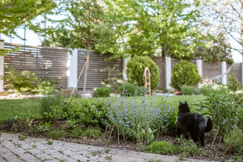 A black cat exploring a garden bed full of catmint and greenery