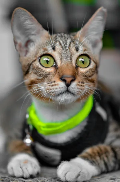 A tabby cat with wide, alert eyes wearing a bright green and black collar