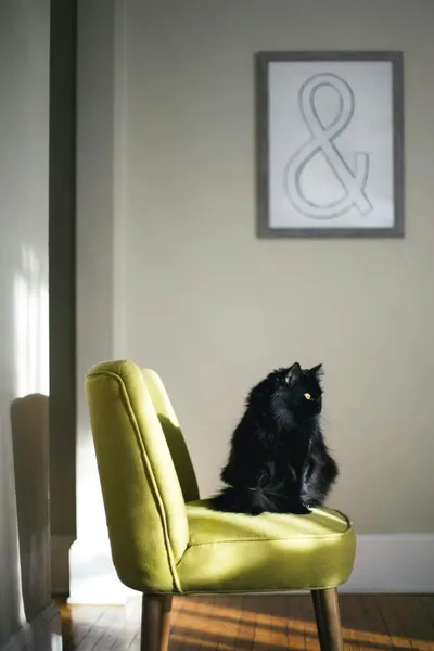 A long-haired black cat sitting alert on a green chair in a sunlit room