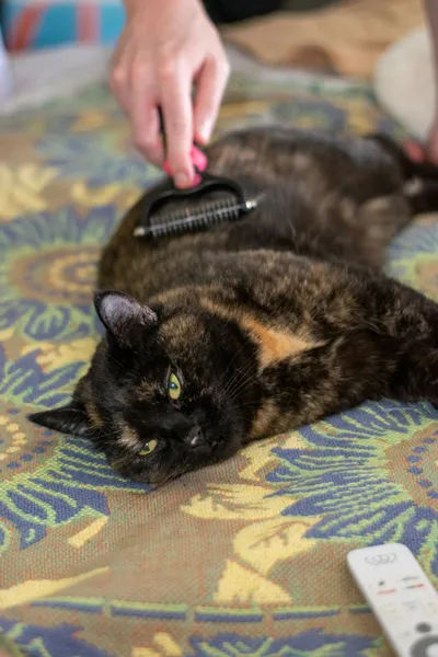 A person's hand brushing a tortoiseshell cat resting on a patterned blanket