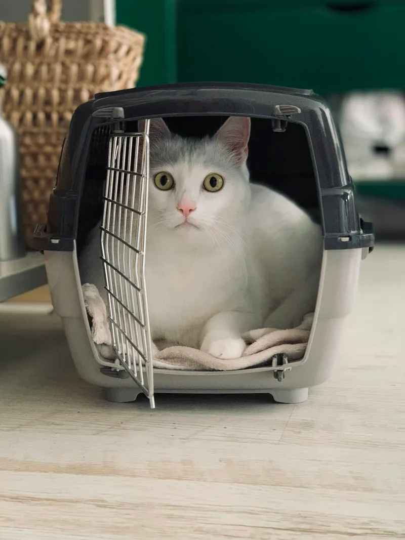 A white cat sitting inside a gray hard-sided plastic pet carrier with the wire door open