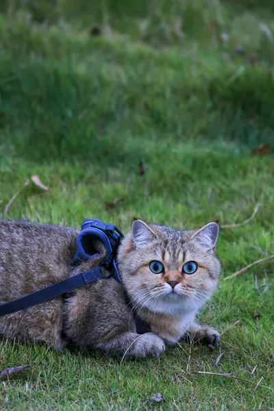A cat wearing a blue harness lying on grass outdoors
