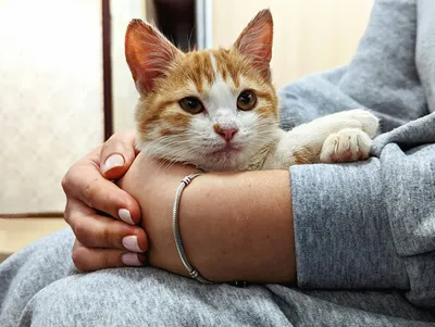 A person cradling a wide-eyed orange and white cat in their arms