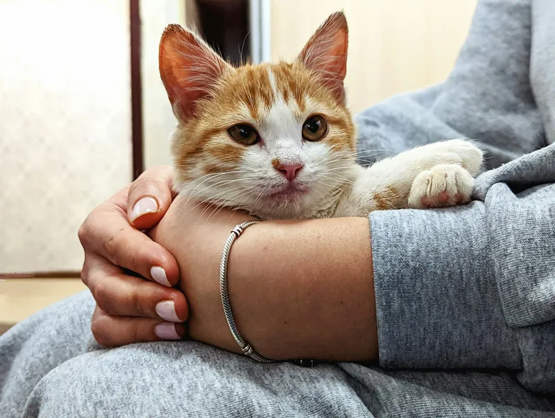 A person cradling a wide-eyed orange and white cat in their arms