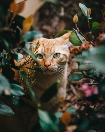An orange cat hiding in a bush outdoors