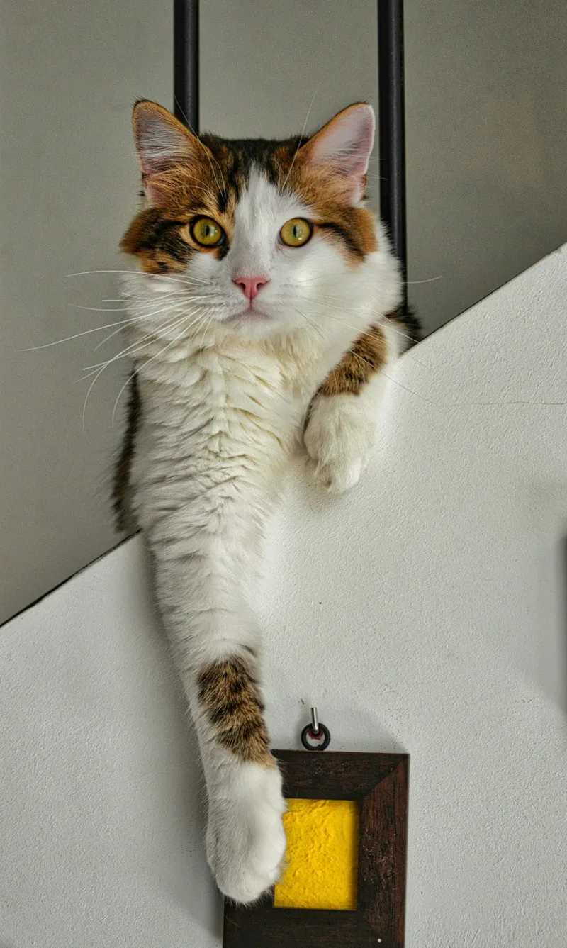 A calico cat perched on a high stairway ledge, looking down