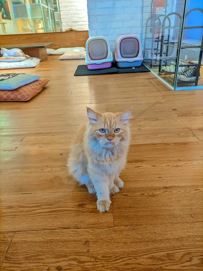 A fluffy orange cat sitting on a wooden floor with two covered litter boxes in the background