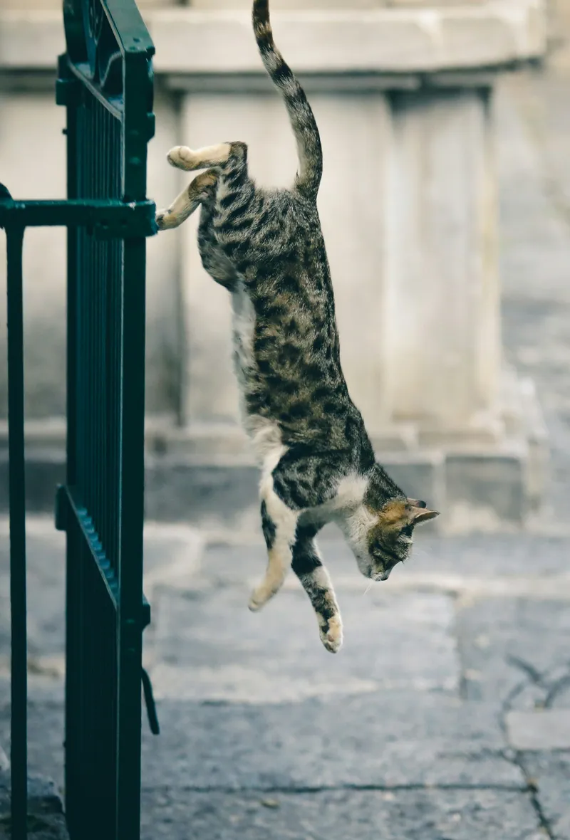 A gray and white shorthair cat caught mid-jump