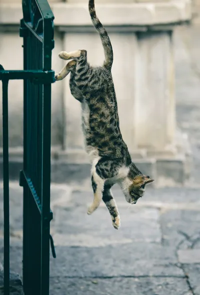 A gray and white shorthair cat caught mid-jump