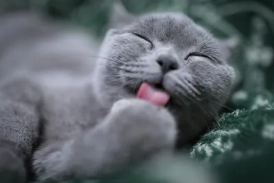 A grey cat grooming itself by licking its own paw