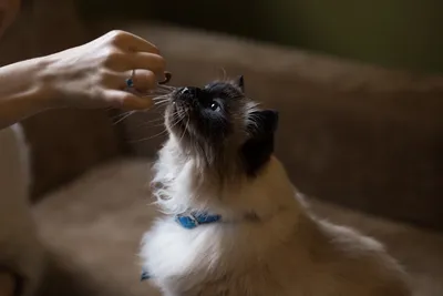 A gray and white long-haired cat looking up to take a treat from a hand, indoors