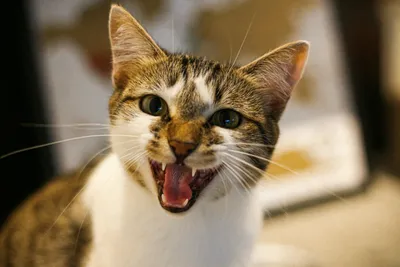 A cat with its mouth open mid-meow