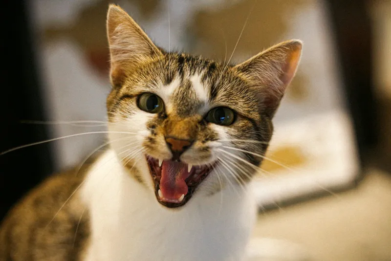 A cat with its mouth open mid-meow