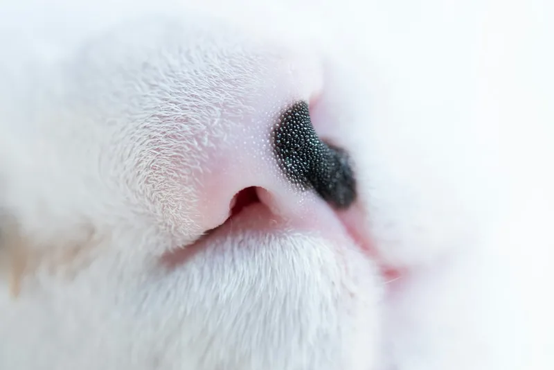 Close-up of a cat's nose and face