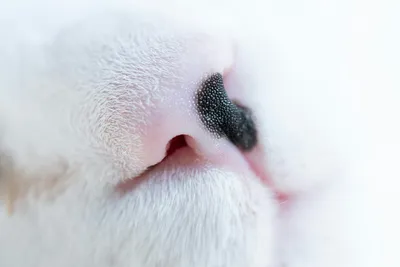 Close-up of a cat's nose and face