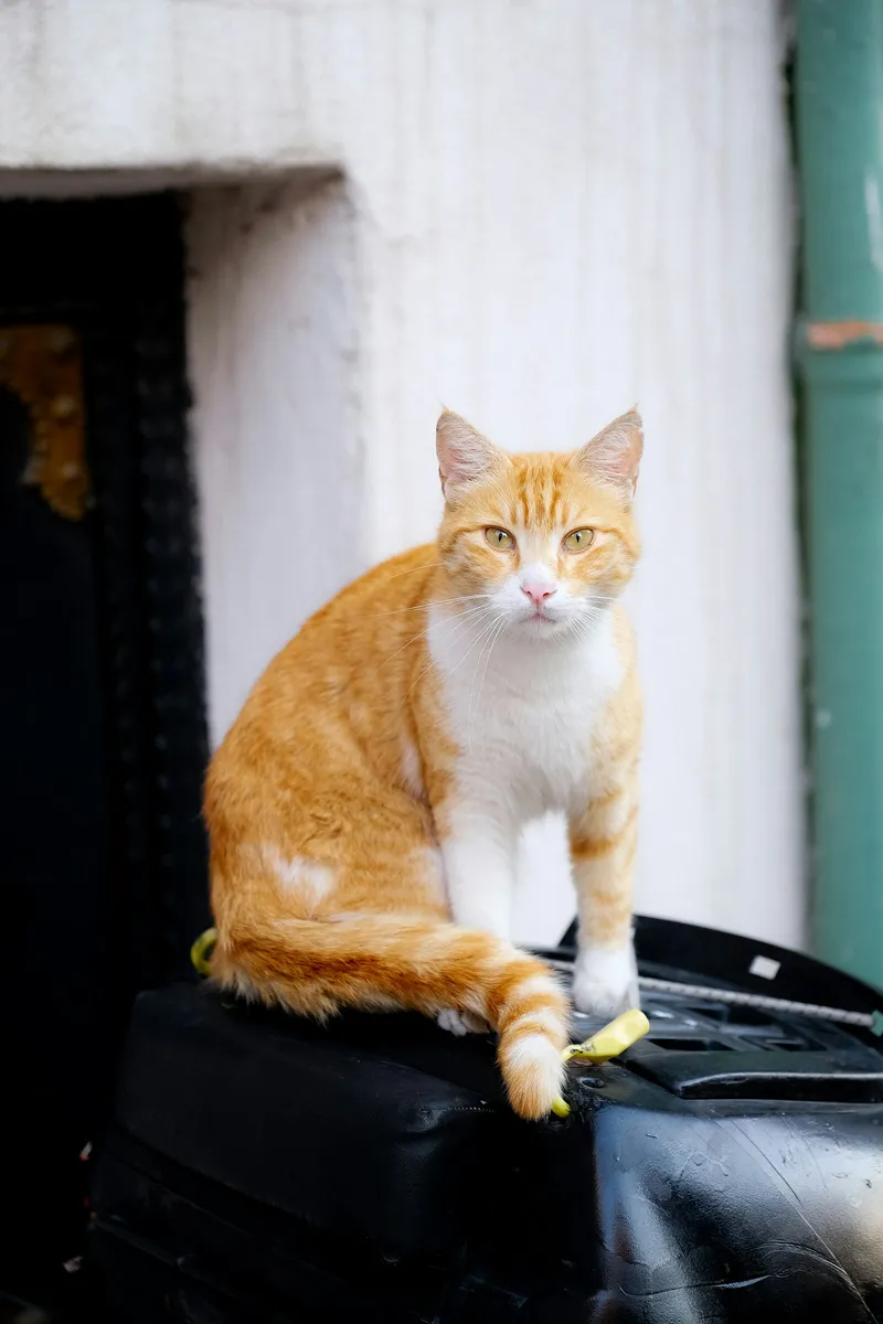 A cat sitting on top of a packed suitcase