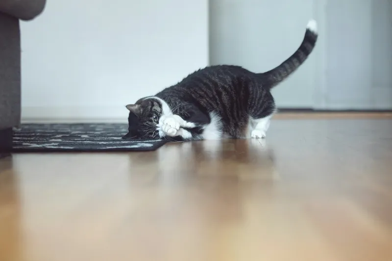 A black and white cat pawing at a textured rug on a wooden floor