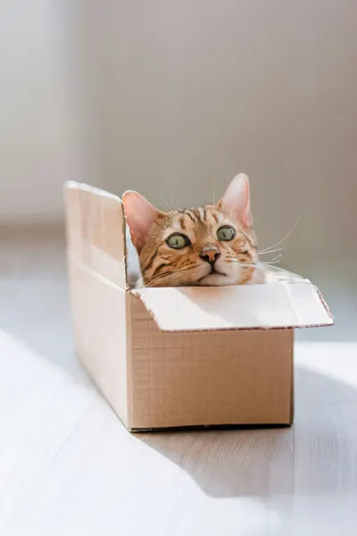A Bengal cat peeking out cautiously from inside an open cardboard box