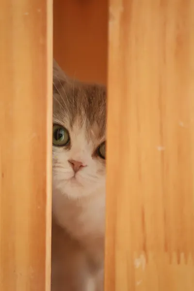 A cat peeking out cautiously through a narrow gap between two wooden cabinet panels