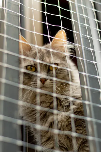 A fluffy grey cat peers out through a mesh net screen